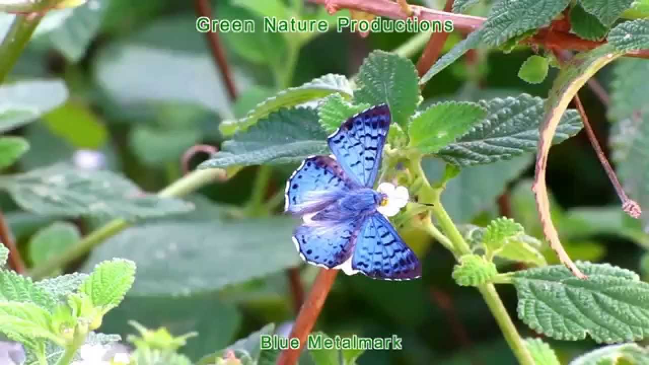 Blue Metalmark Butterfly