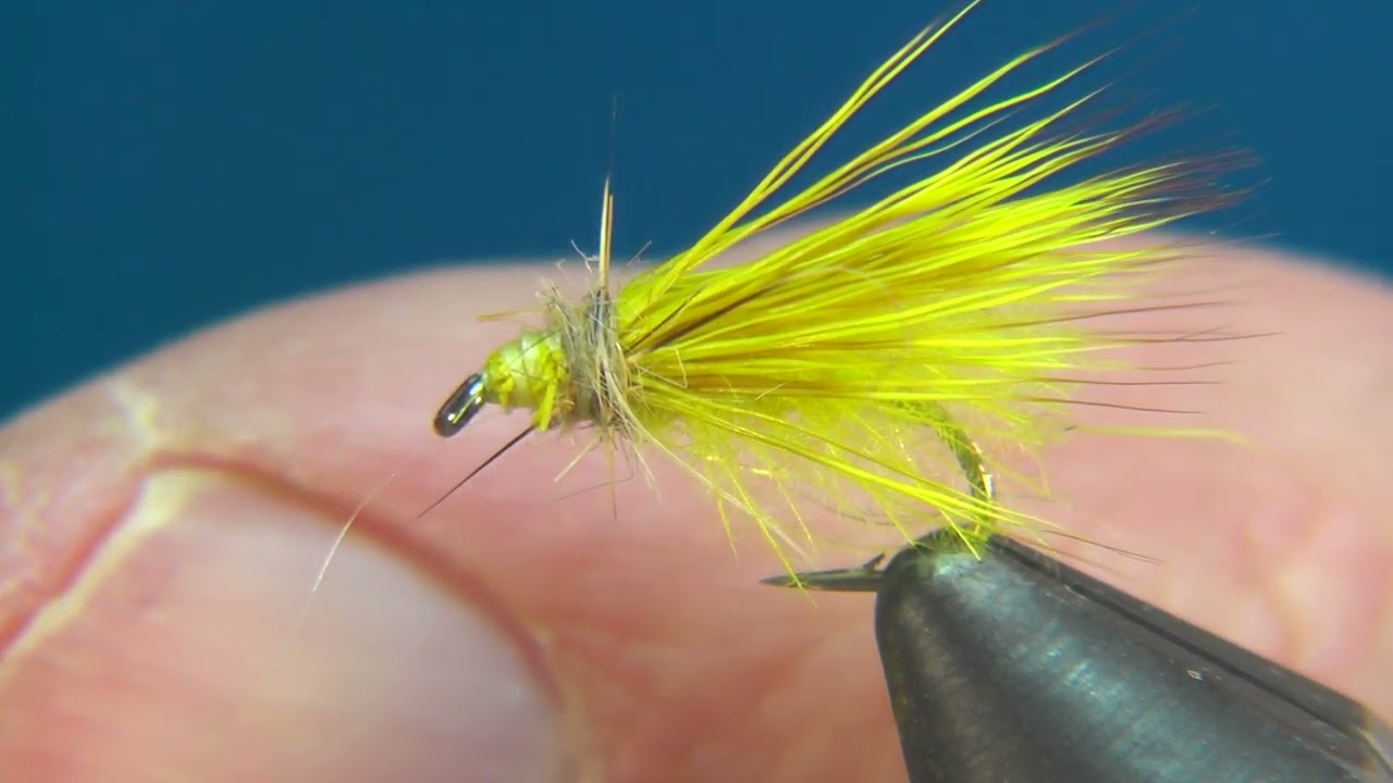 Yellow caddisfly