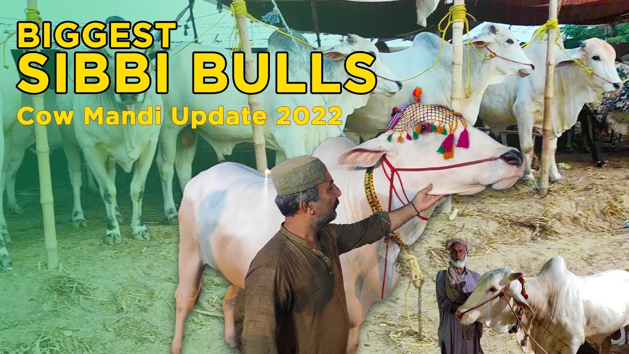 Biggest Sibbi bulls in Pakistan 2023 | Sohrab Goth Mandi 2022 | Bakra Eid 2023
