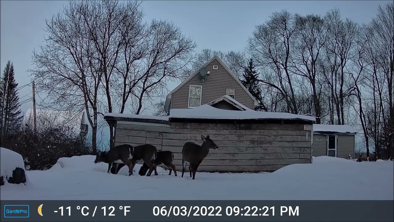 ASMR - Maine Highlands CritterCam.  Derby Hill Deer Feeding 12-22-25 A