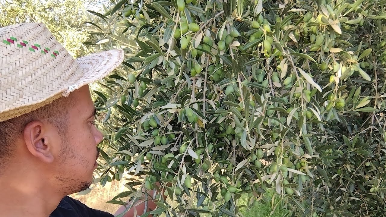 المعاملات السمادية المتبعة للحد من ملوحة المياه. وكيف نتعرف على أن المياه  غير صالحة للري مطلقا