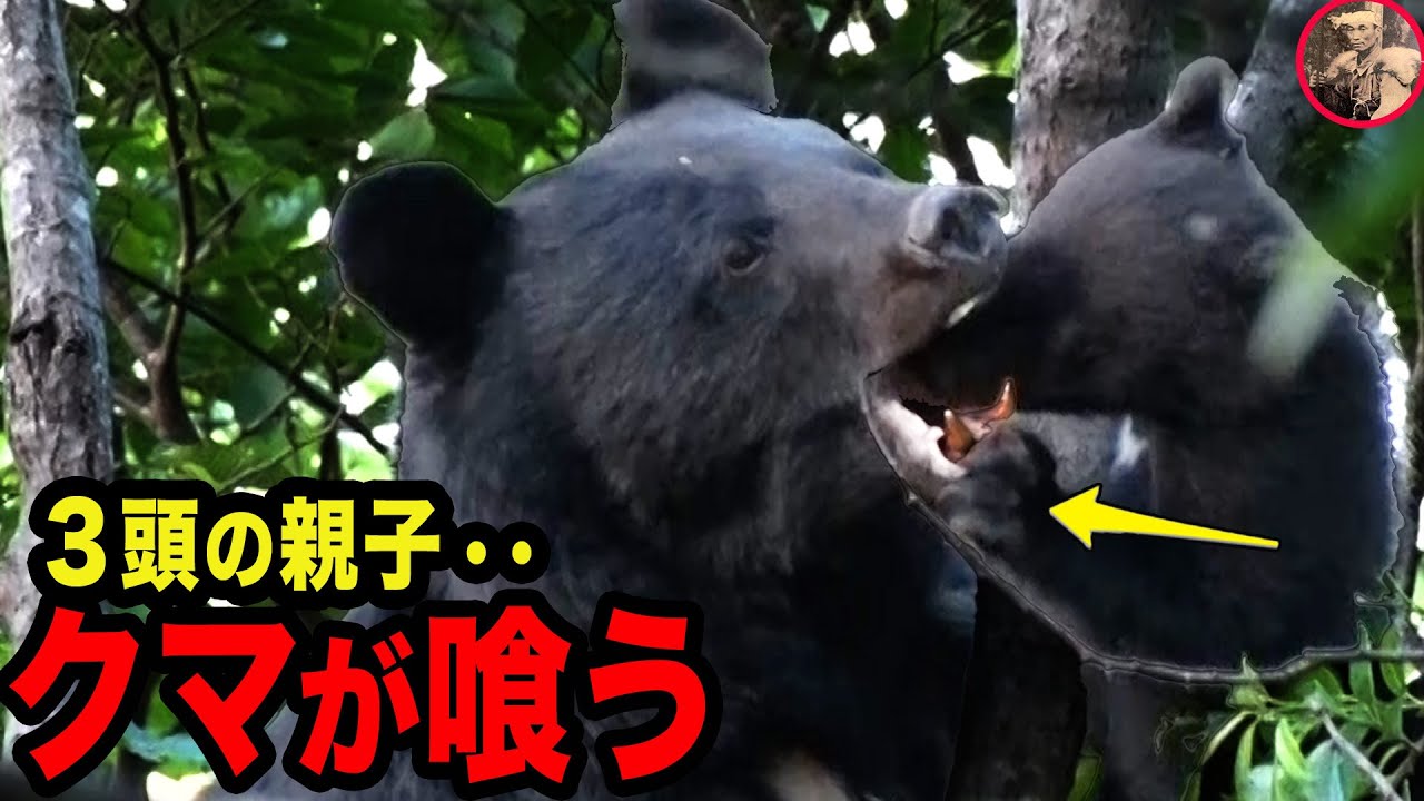 【冬眠明け】親子グマが食べているものとは、、