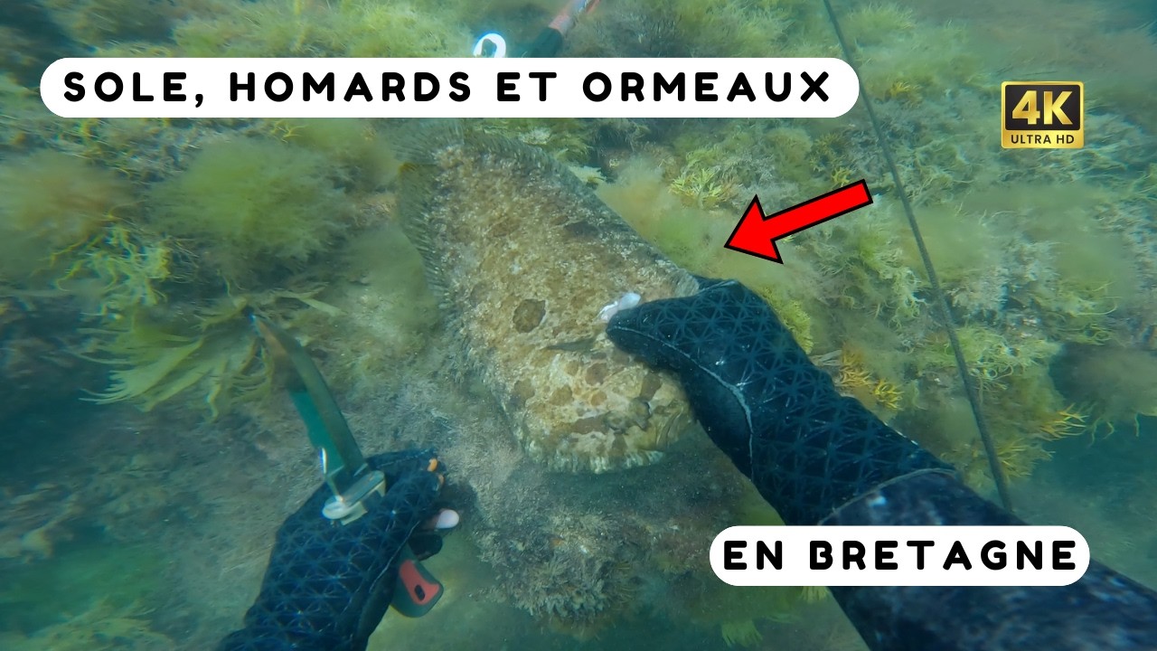 Je pêche ces POISSONS au COUTEAU en apnée ! Chasse sous marine Bretagne Sud