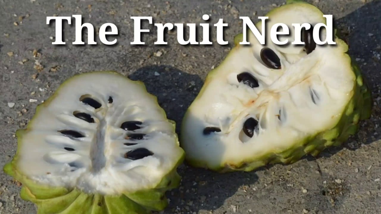 TheFruitNerd - Cherimoya (Anonna cherimola) Best fruit in the world! Plant this now!
