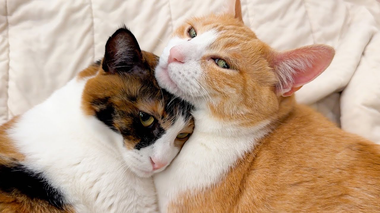 不仲をずっと疑われていた猫たちがとんでもないことになっていました…