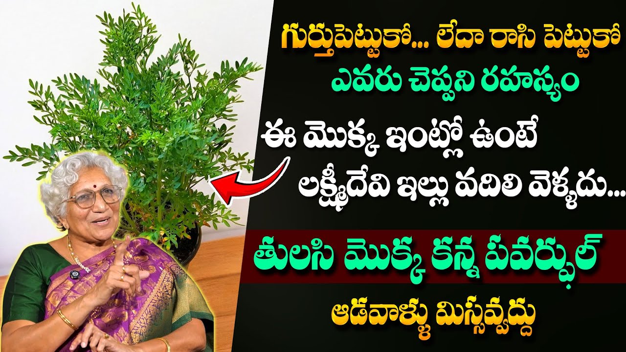 ఈ మొక్క ఇంట్లో ఉంటే లక్ష్మీదేవి ఇంట్లో వున్నట్టే| Benefits Of Sadapaku | Nirmala Lakkaraju #sumantv