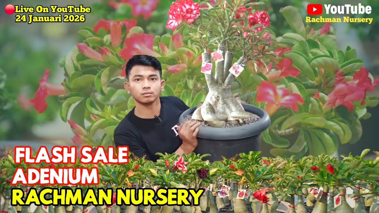 🔴 Live Flash Sale Adenium Bunga Tumpuk Dan Karakter (24 Januari 2026)
#rachmannursery #adenium