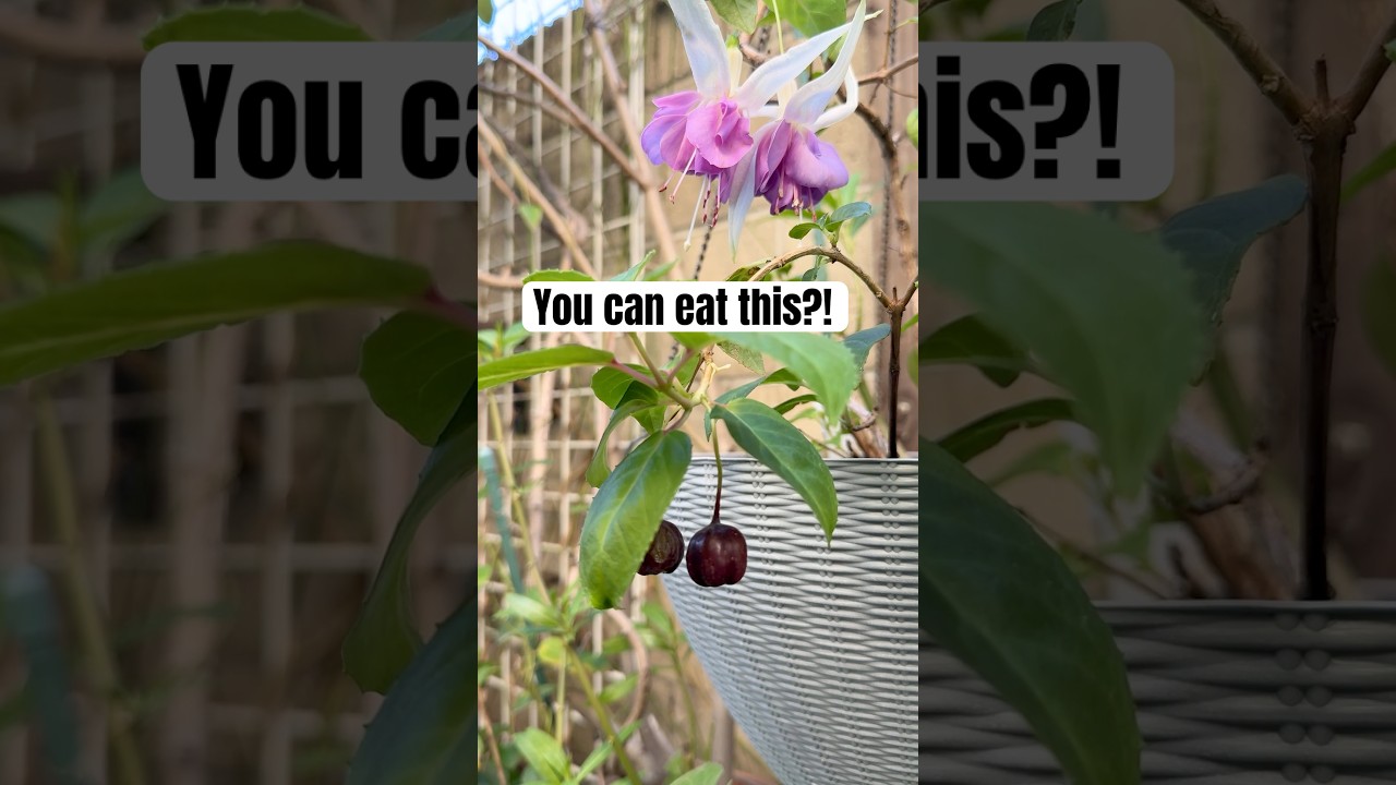 You can actually eat fuchsia berries 