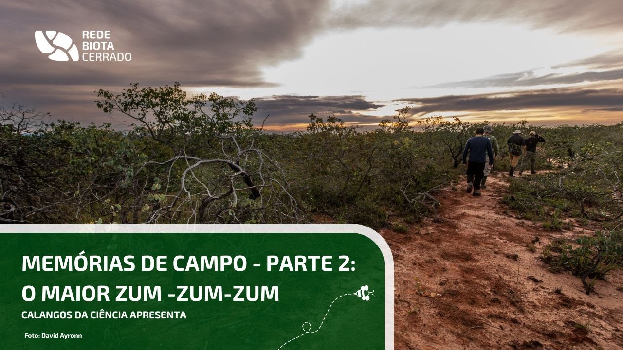 Memórias de campo - Parte 2: O maior zum-zum-zum