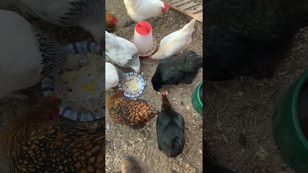 I fed my 10 chickens 8 eggs and 8 eggshells 