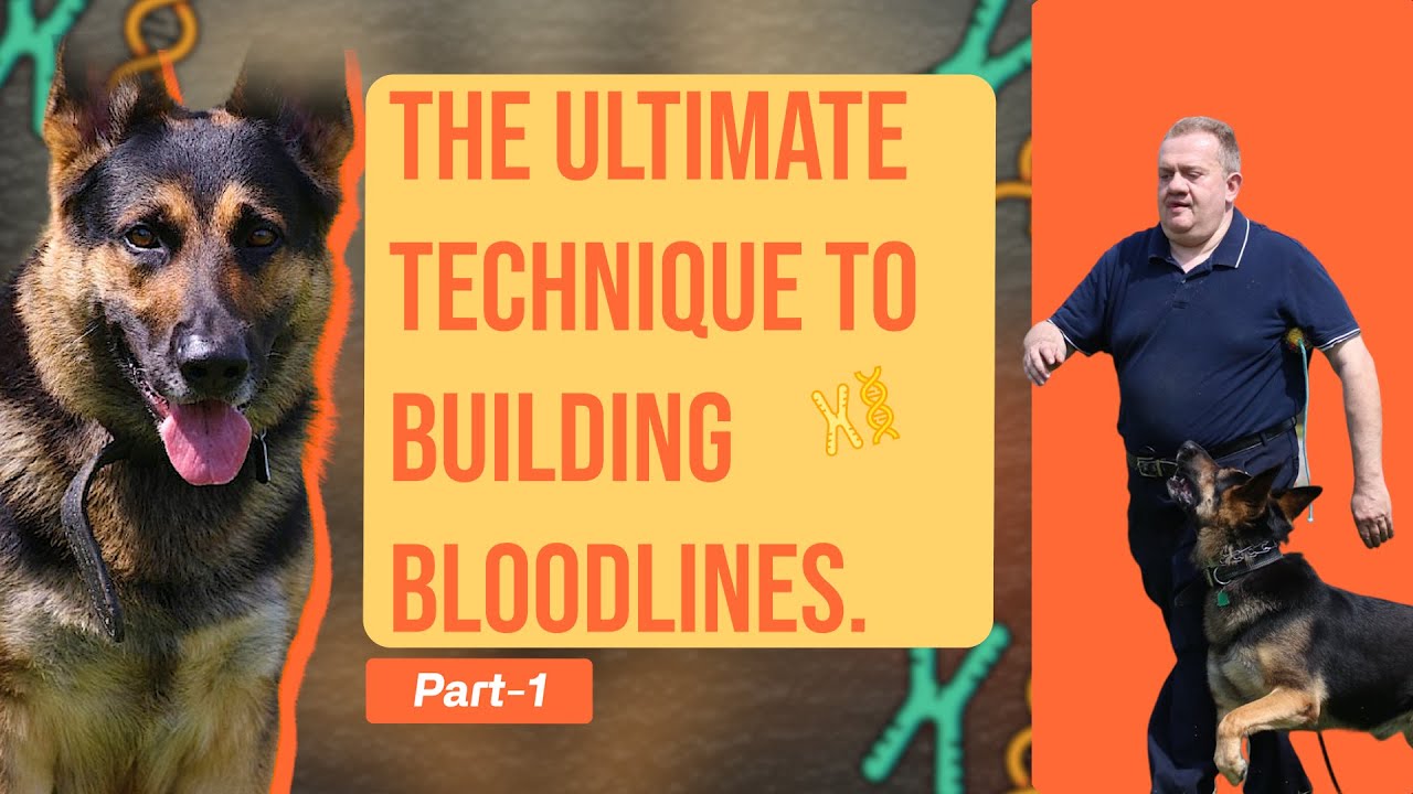 Part1: How to Building Bloodline and Selection Test your dogs for Top Puppy Customers!