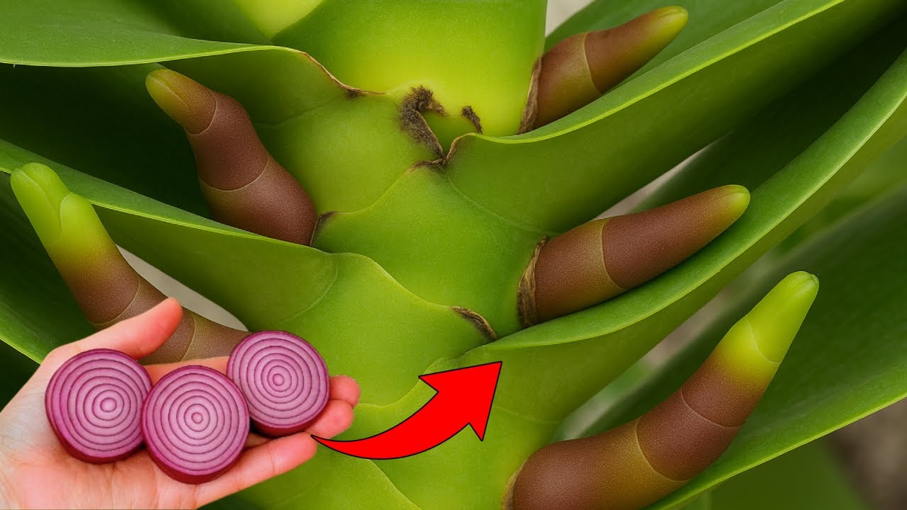 Just one thin slice per week! Suddenly your orchid produces 500% more flower branches