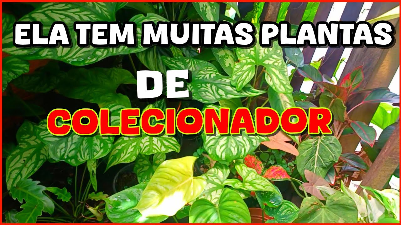 🪴💚 #VIVEIRO COM PLANTAS  DE #COLECIONADOR 😱🍃🌿🍂 