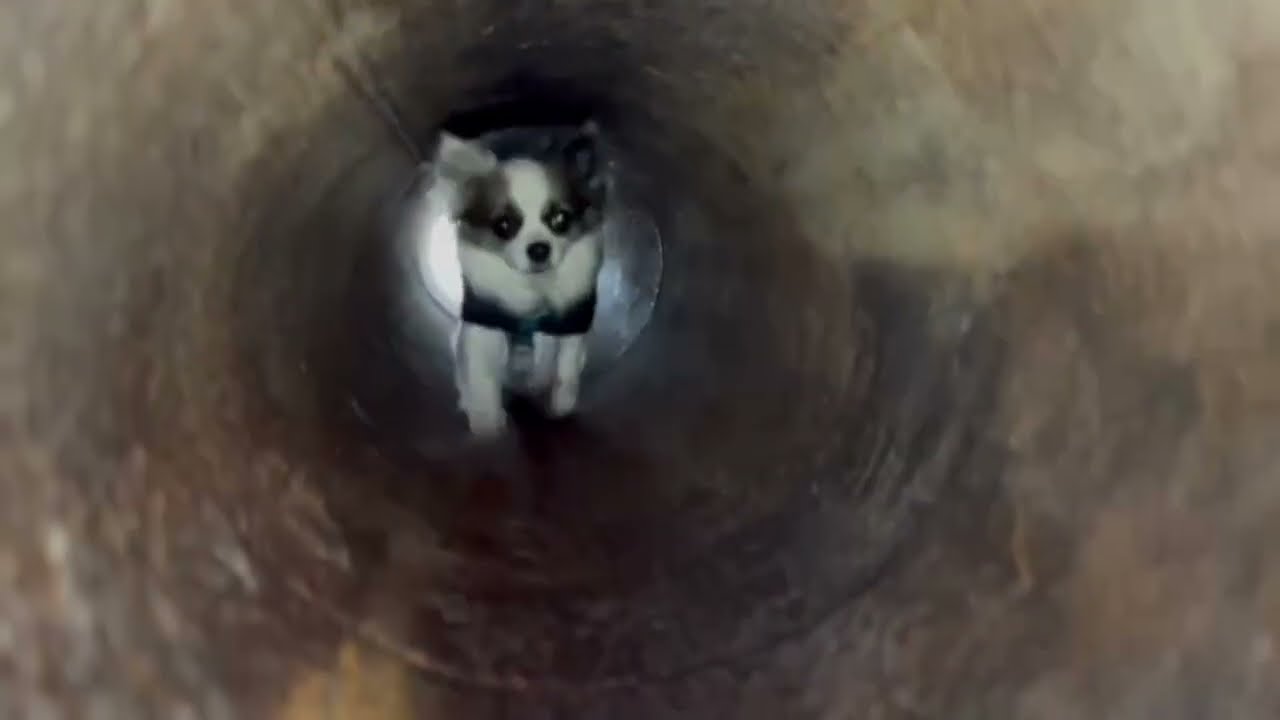En dag med våra Hundtränare