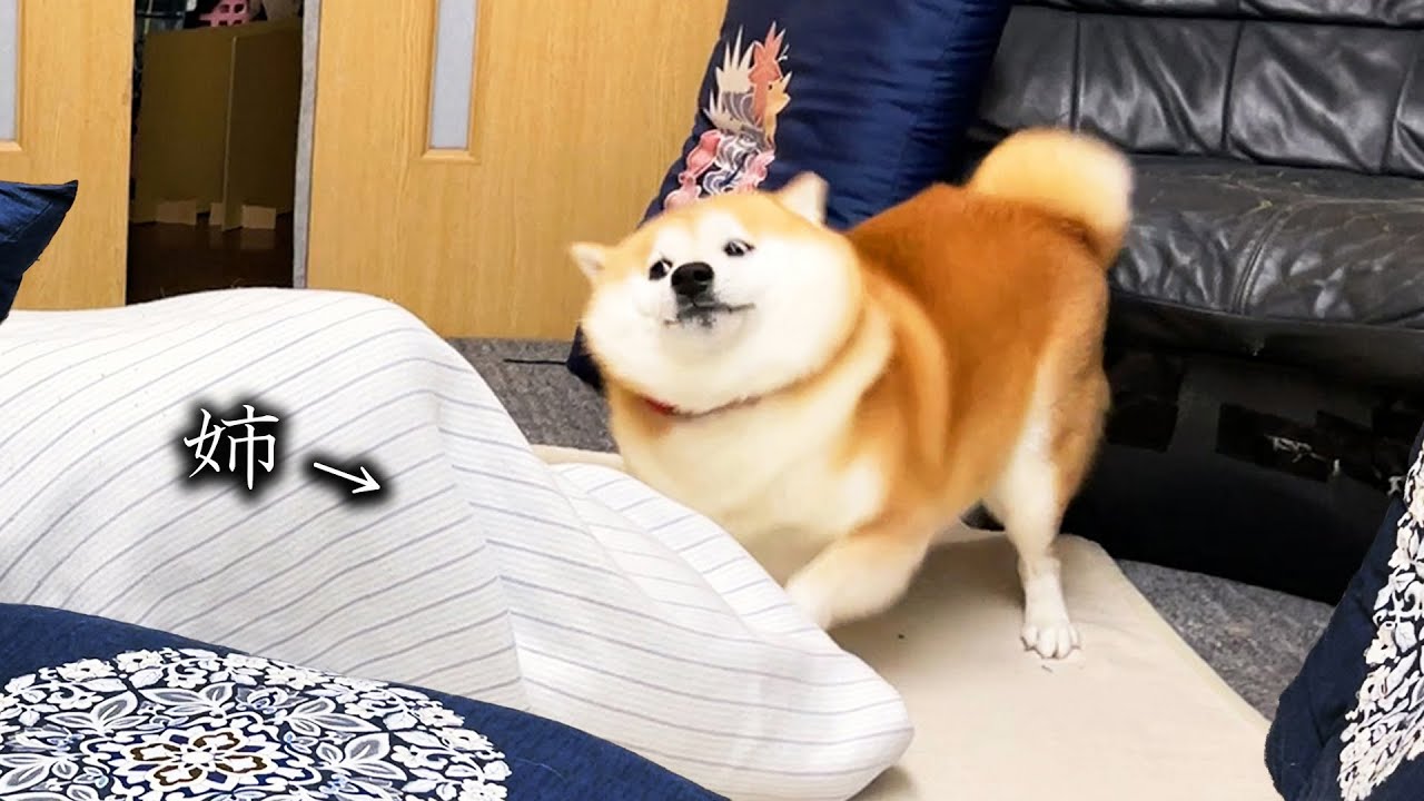 Shibe goes out of control when he finds a family under the cushion