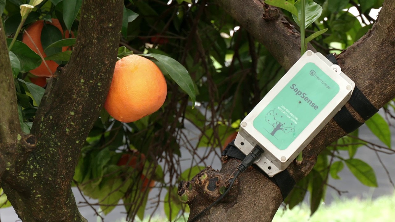 Agricultura 4.0 en cítricos aplicada en la vega del Guadalquivir