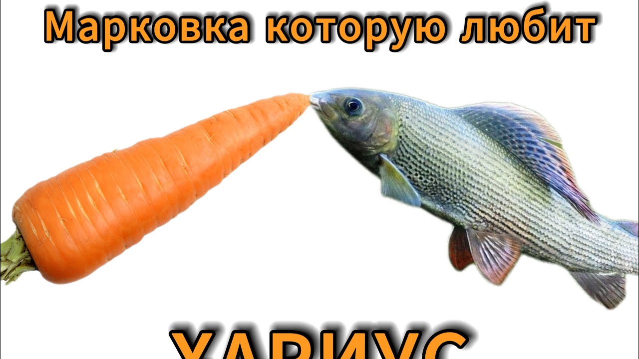 Марковка на хариуса быстро просто и уловиста #рыбалка #2024 #мушкинахариуса