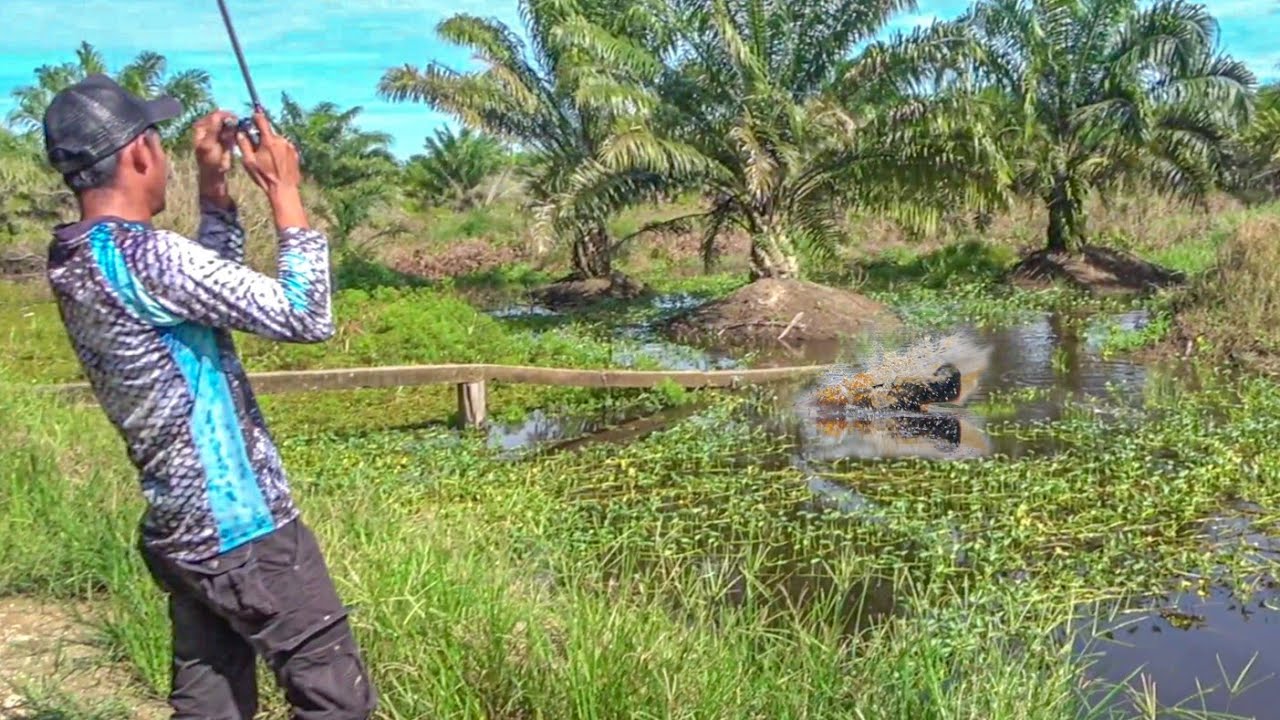 REZEKI NOMPLOK !!! Mancing Dispot Setrum Malah Full Ikan Besar 😨😨😨