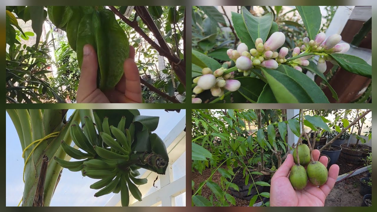 Обновление информации о тропических плодовых деревьях (январь 2026 г.)