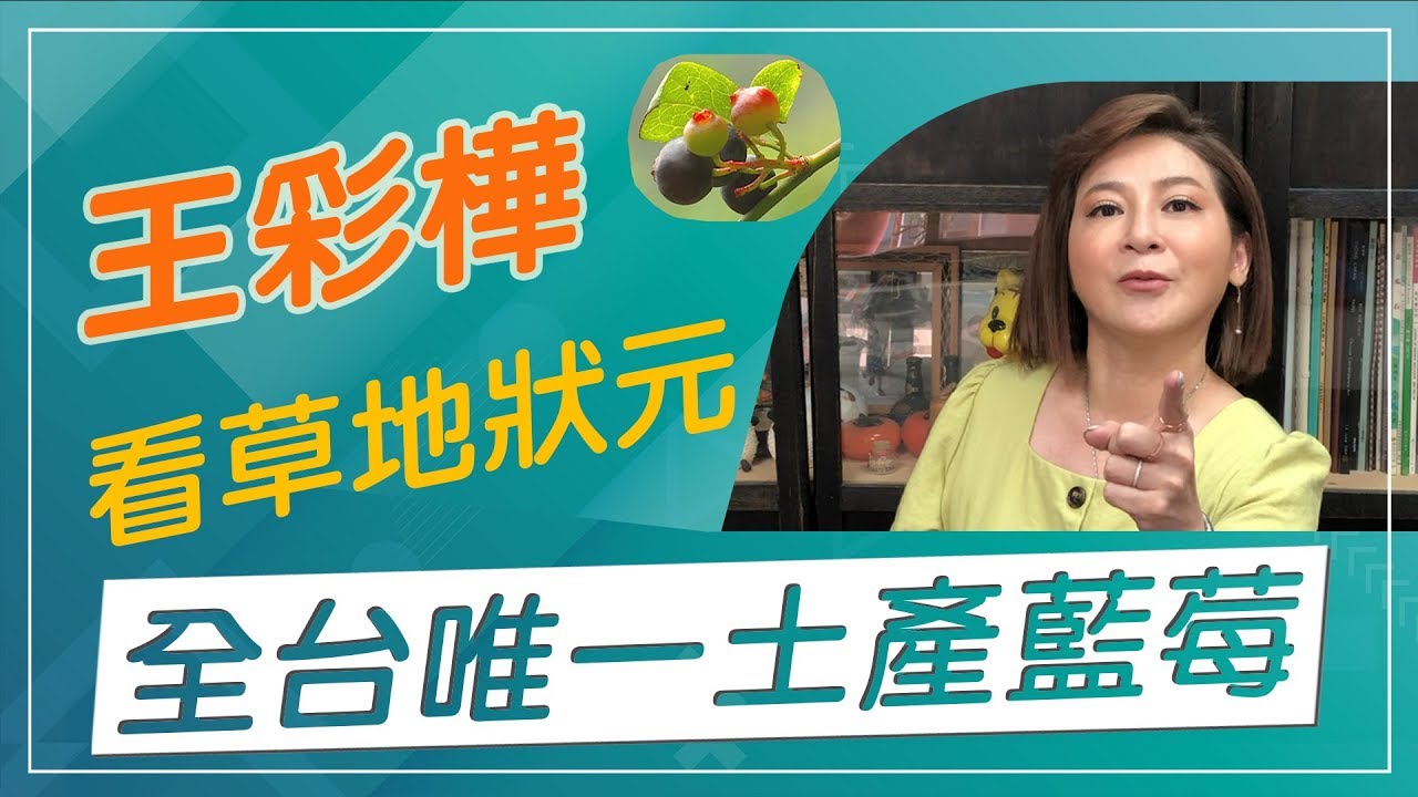 【草地狀元經典重現】台灣土產藍莓你有吃過嗎！？王彩樺與你一起看草地狀元