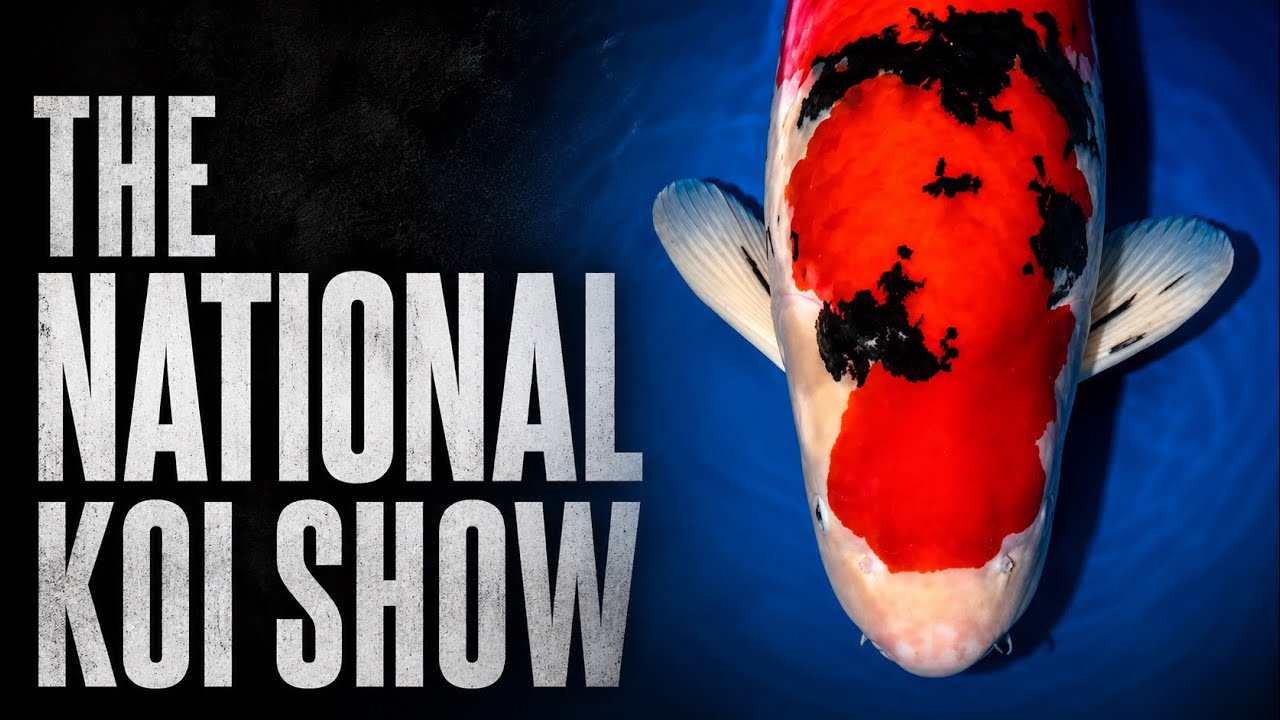 My First Visit To The National Koi Show 2023 | Incredible Show Koi | Queni Koi, Oase, Burtons & More
