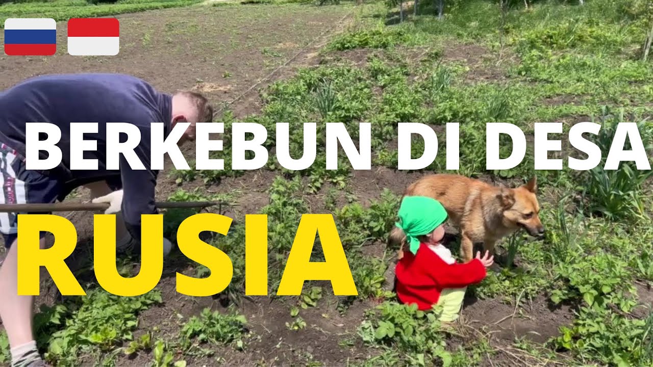 Berkebun di desa Rusia 🇷🇺 | Berkebun di Rumah Rusia