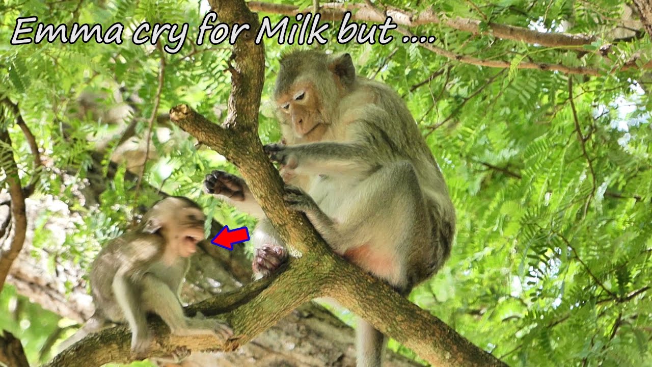 So pitiful.....Poor Baby monkey Emma cry for milk but Mom Emila don't give Because she busy doing...