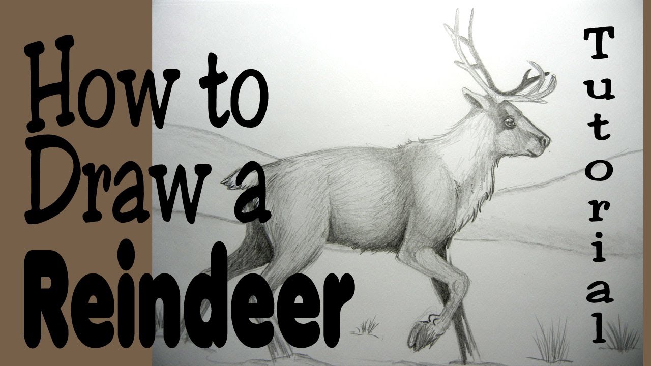 How to draw a Reindeer