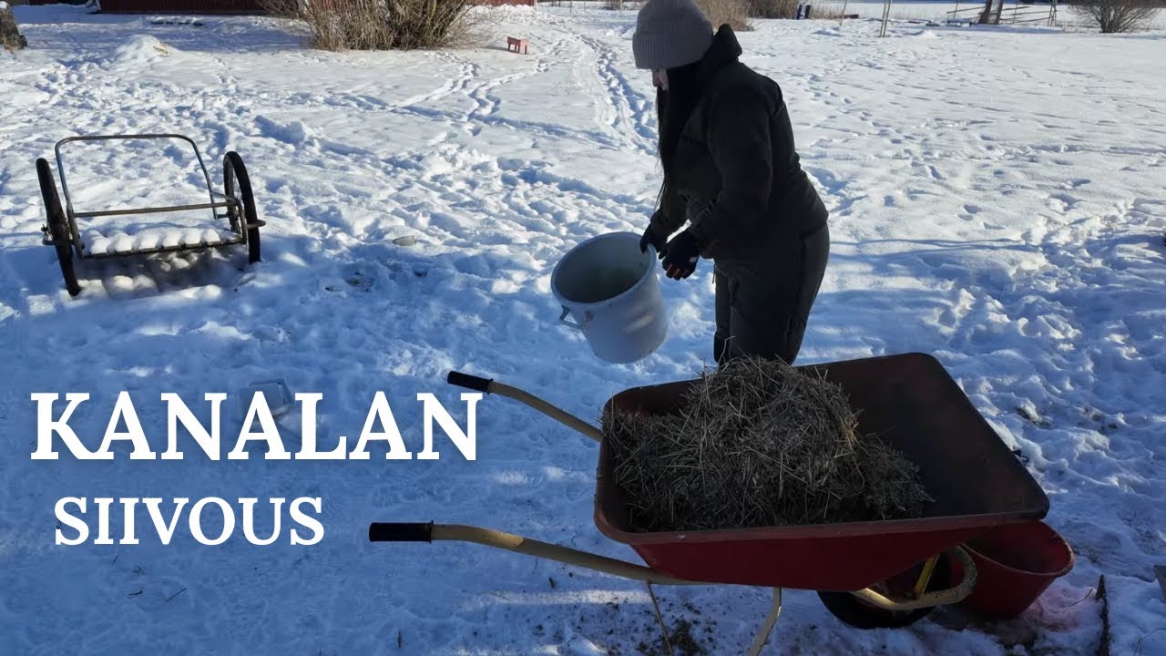 Aamu kanalassa | uudet kuivikkeet ja siivous 🐔🧹