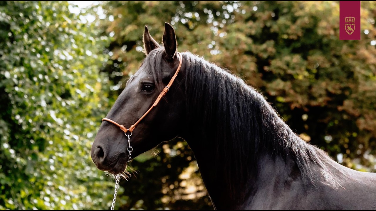 for sale: Frederiksborger gelding / Wallach - top quality