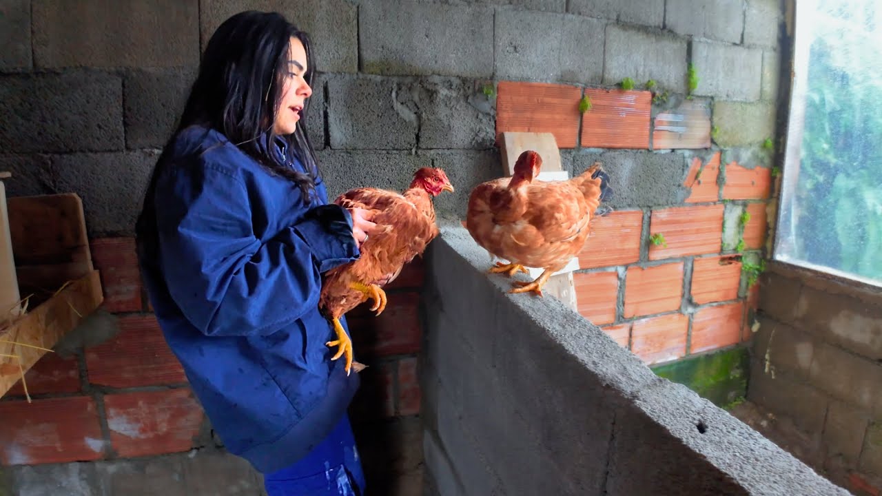 NOSSAS GALINHAS NÃO BOTAM OVOS! Uma Delas Fugiu e Precisei Correr Pra Pegá-la