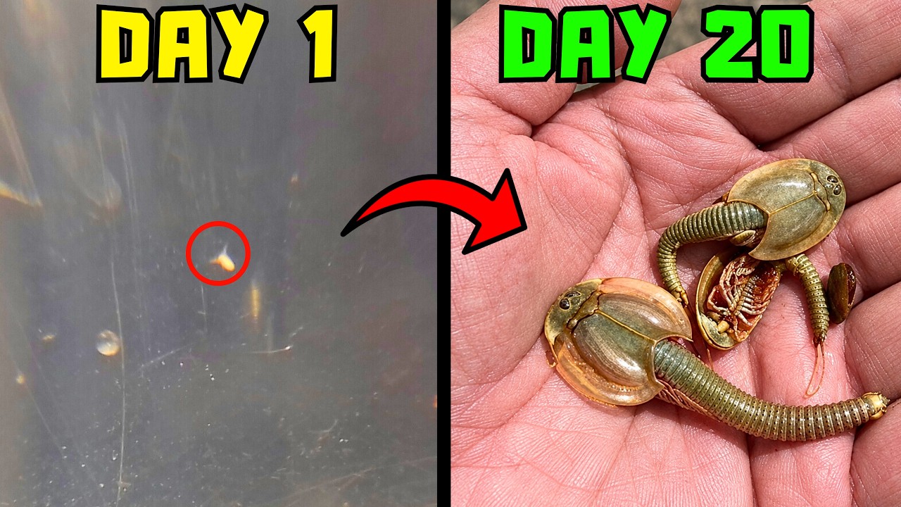 I Hatched And Raised Dinosaurs (250 Million Years Old)