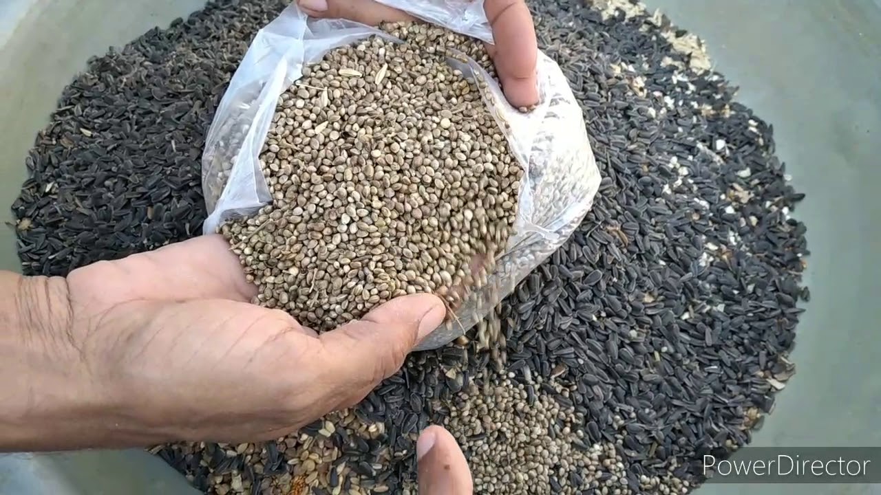 Gola Kabutar Mix Dana