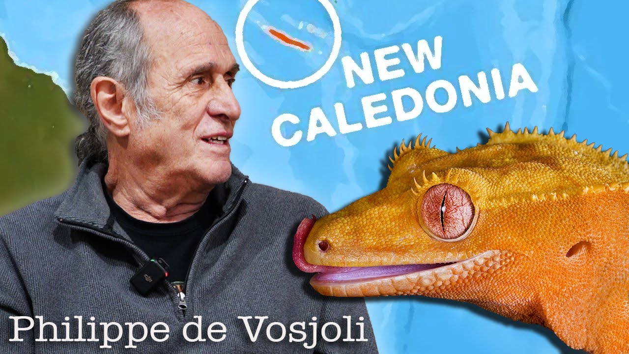 История хохлатого геккона.