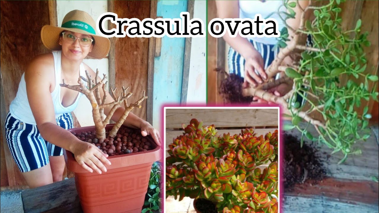 Planta Jade - como podar e replantar essa linda suculenta