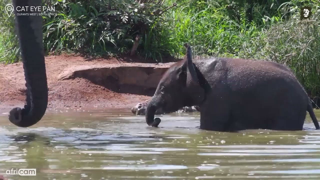 Baby Elephant Having The Best Bathtime