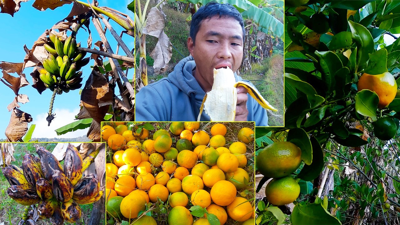 Nati's fruits garden@AloneAdhirajnepal
