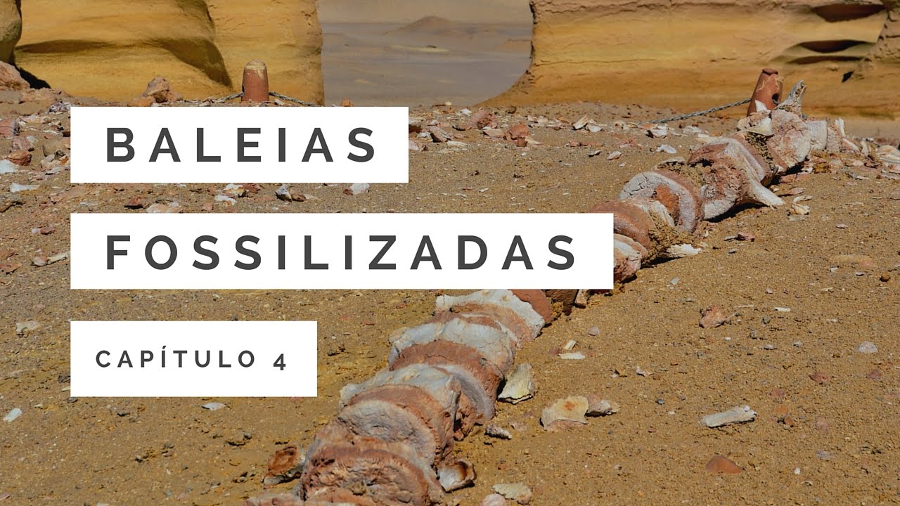 Baleias Fossilizadas | A Grande Catástrofe #4