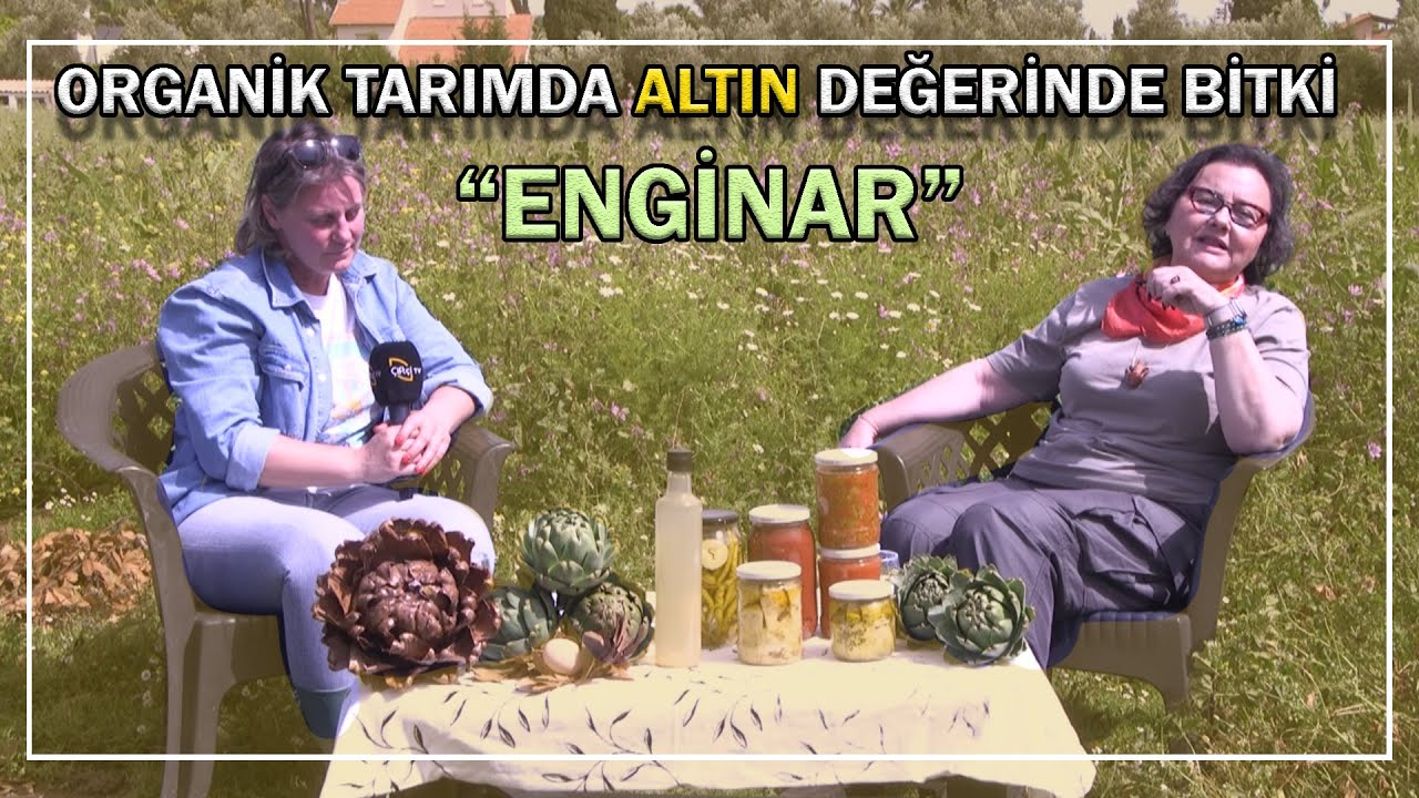 Organik Tarımda Altın Değerinde Bitki 