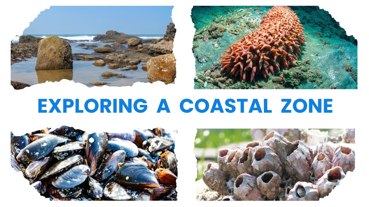 South Africa’s Coastal Wonders: Marine Life with Judy Mann