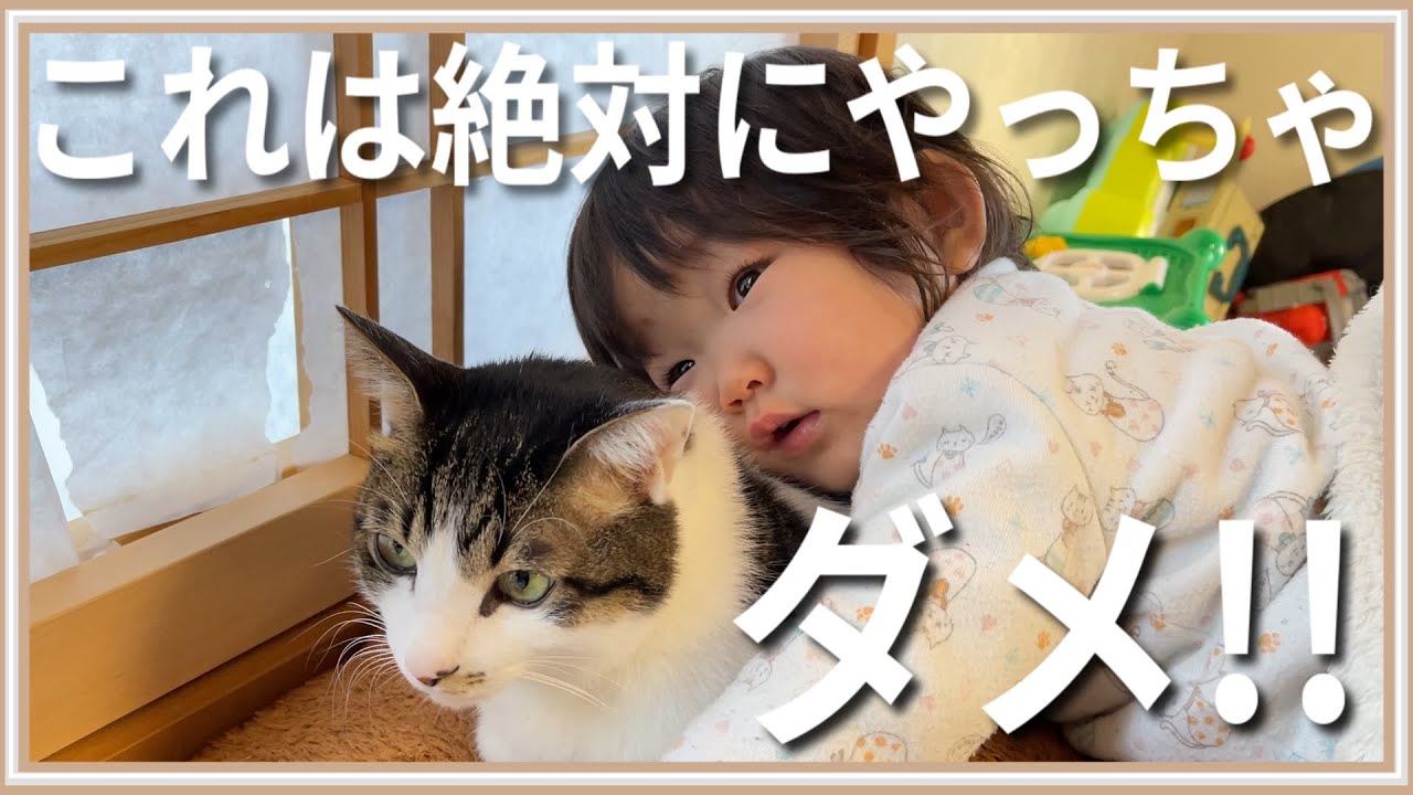 【決定版】今すぐやるべき！猫アレルギー対策8選