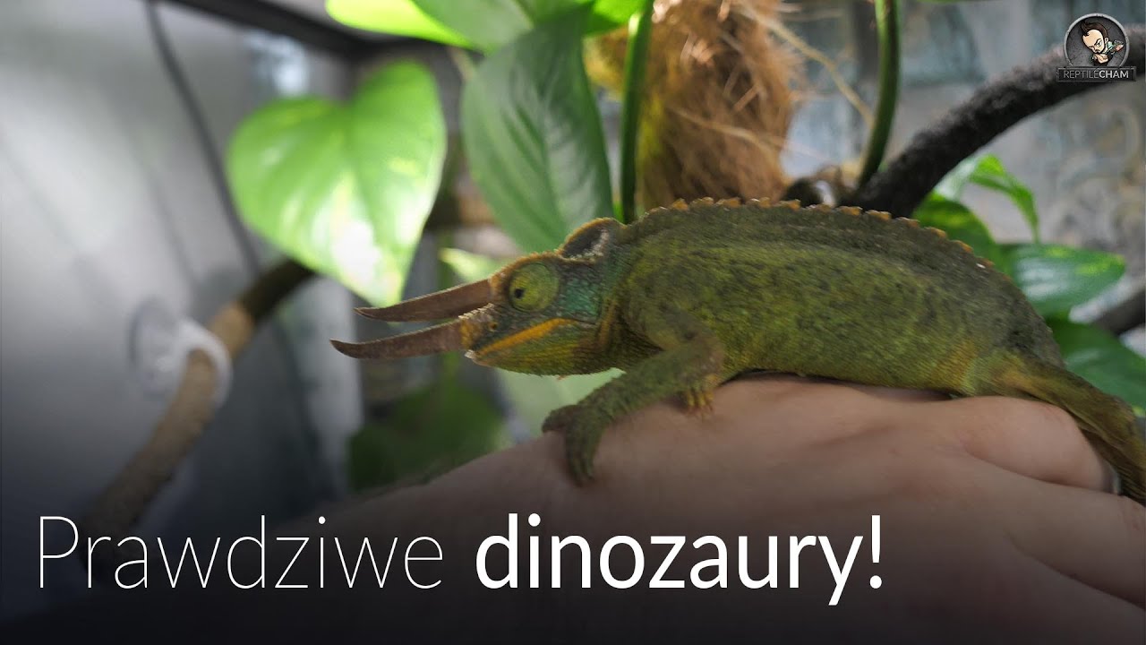 Co słychać u Kameleonów Jacksonii, PRAWDZIWE DINOZAURY!