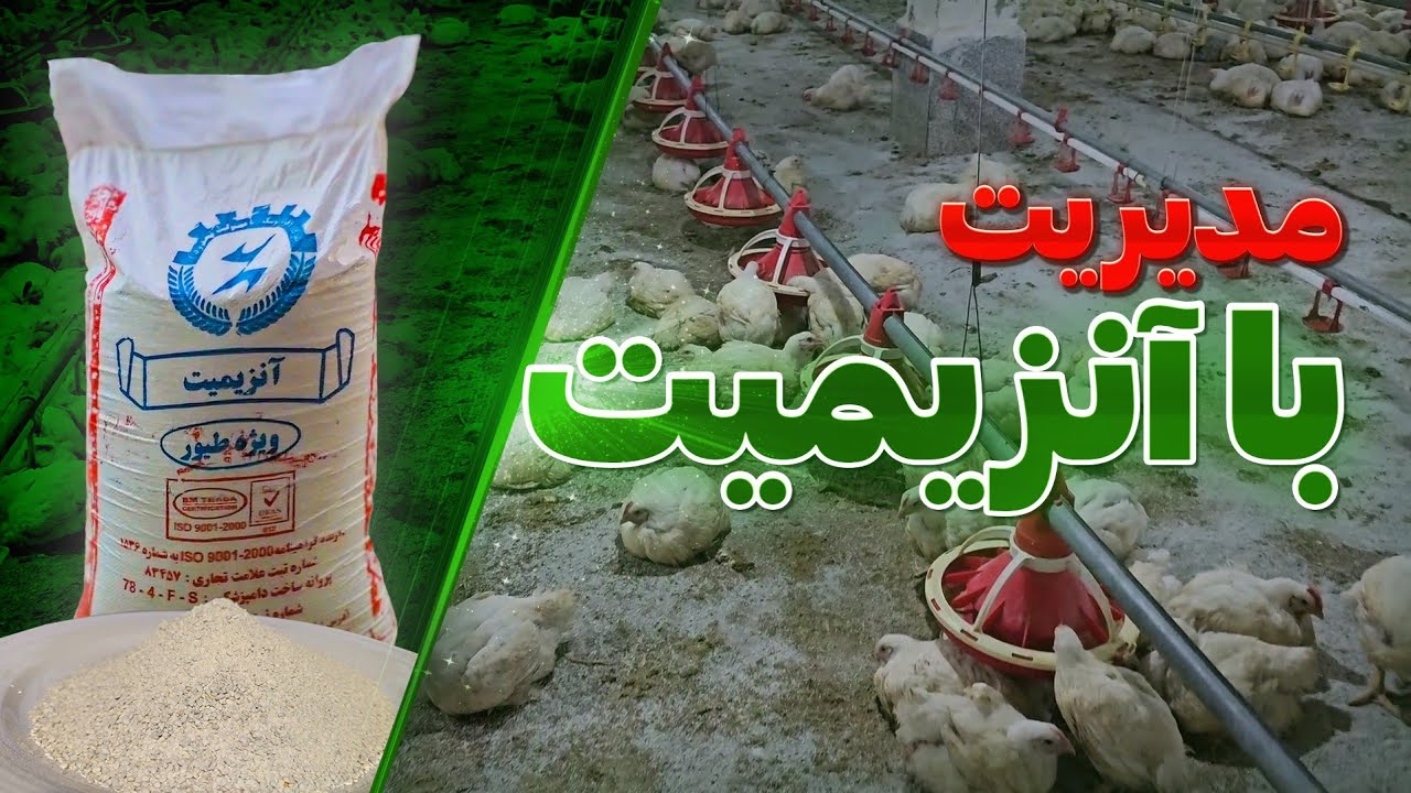 آنزیمیت یا زئولیت برای ترمیم بستر سالن مرغداری