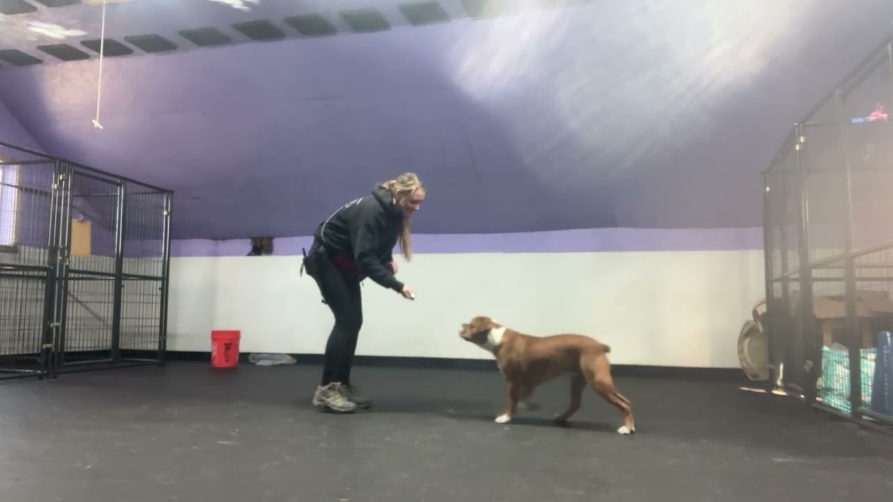 Angus-collar grab