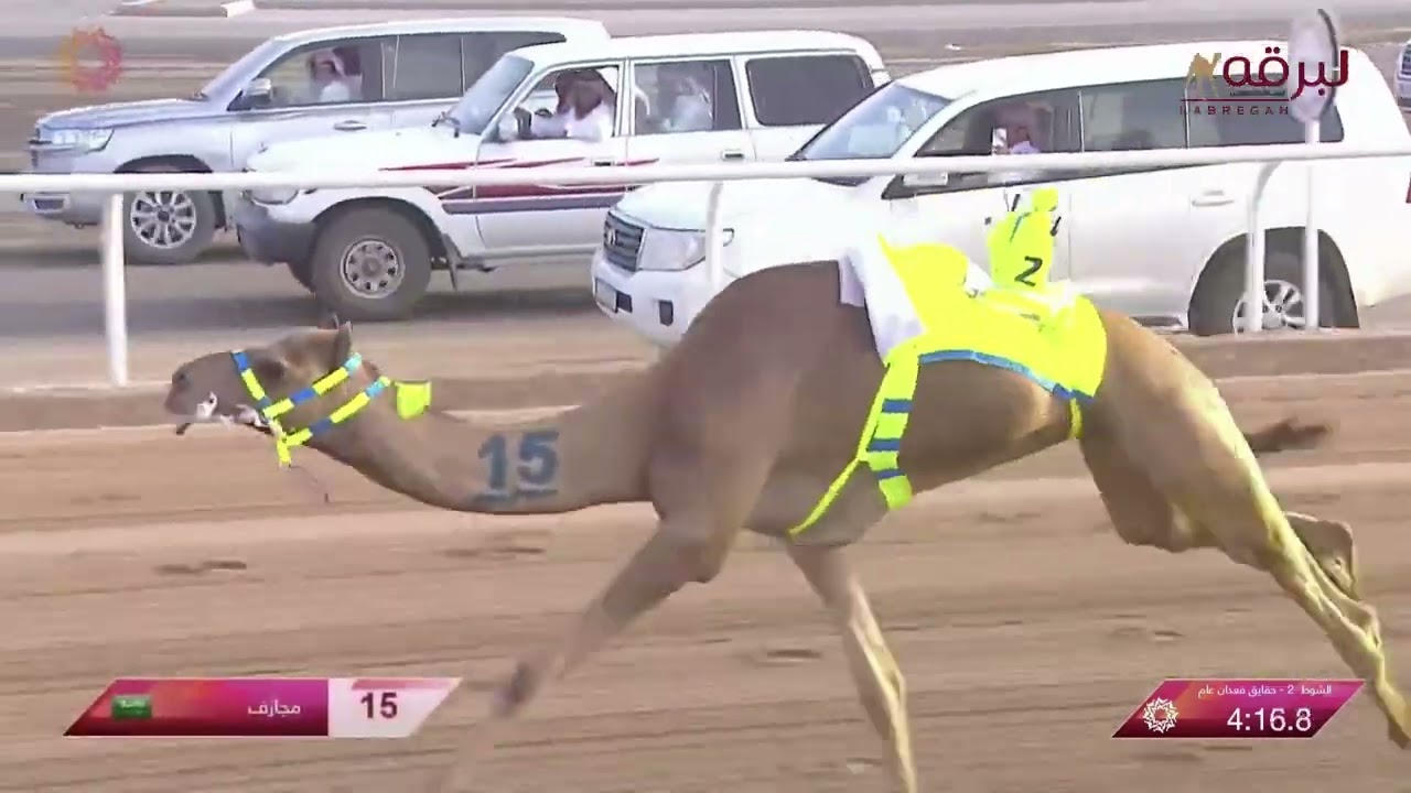 ش2 مجازف لـ عامر سعد محمد الفهيدة المري (مهرجان ولي عهد السعودية) 5-8-2023ص حقايق قعدان عام 4:38:41