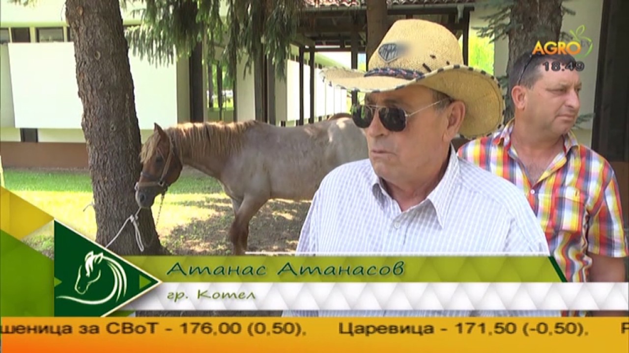 Изложба на тежковозни коне в Орешак
