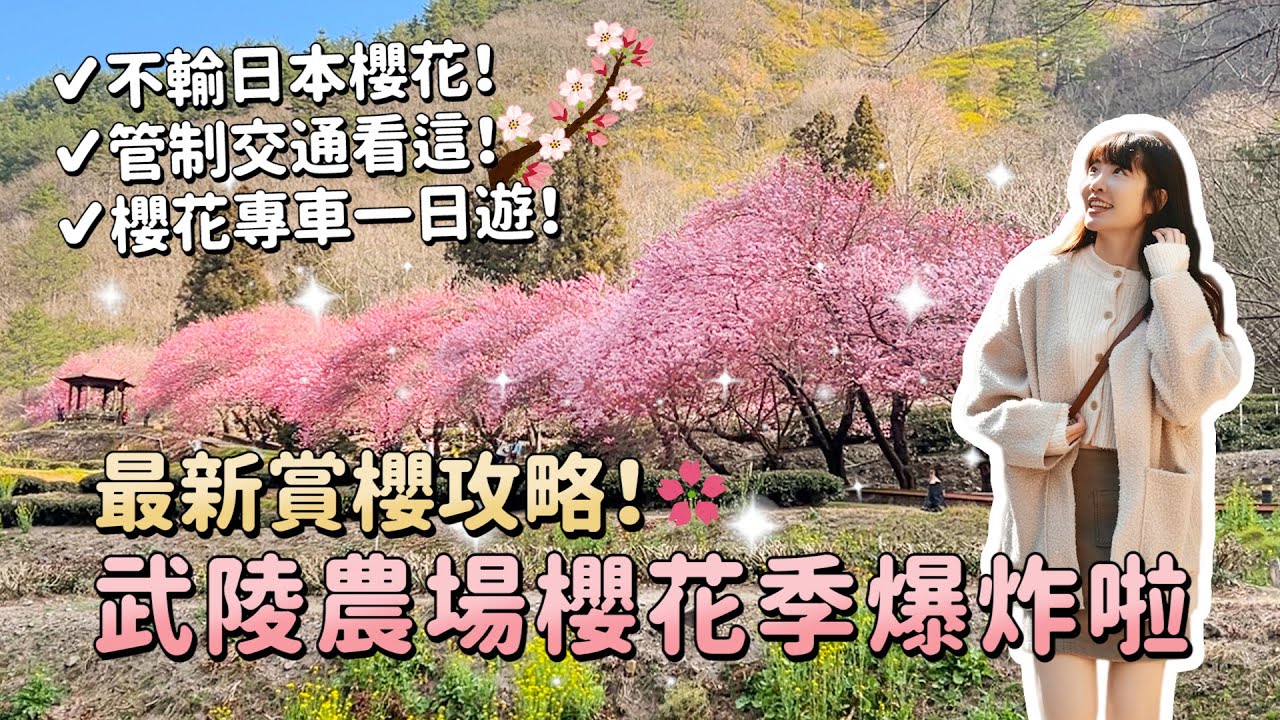2024武陵農場櫻花季爆炸啦！不輸日本櫻花的賞櫻攻略！訂不到住宿怎麼辦？最美必拍景點？最新花況、管制交通攻略、櫻花專車一日遊整理！台中過年景點推薦｜Irene麻糬公主