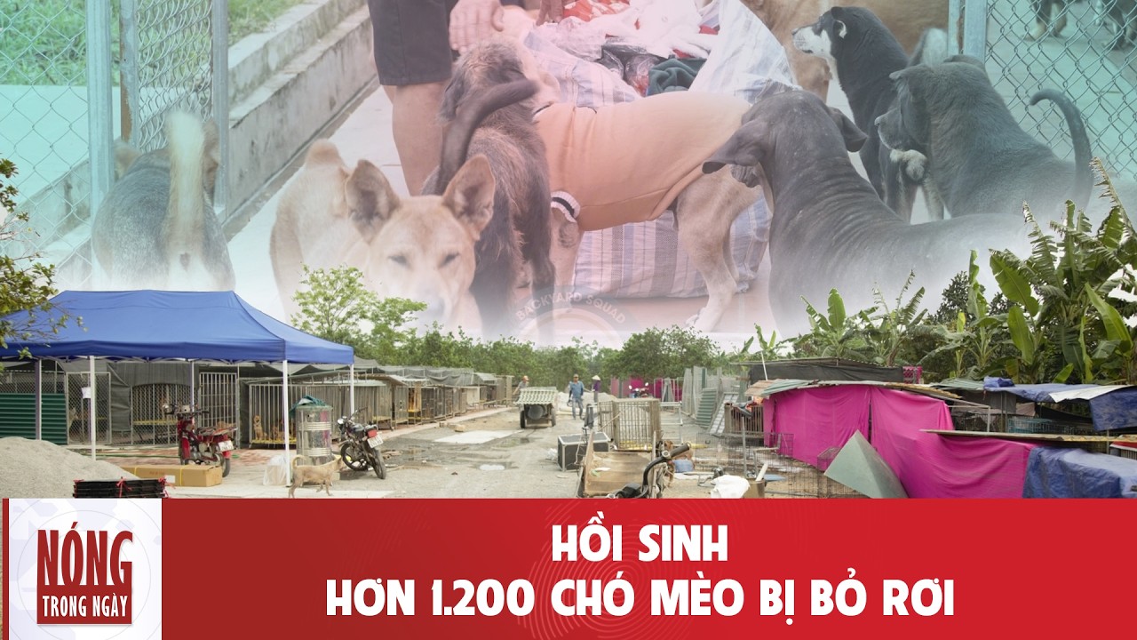 Giải cứu h&agrave;ng trăm ch&oacute; m&egrave;o: H&agrave;nh tr&igrave;nh g&acirc;y sốt cộng đồng mạng | N&oacute;ng trong ng&agrave;y