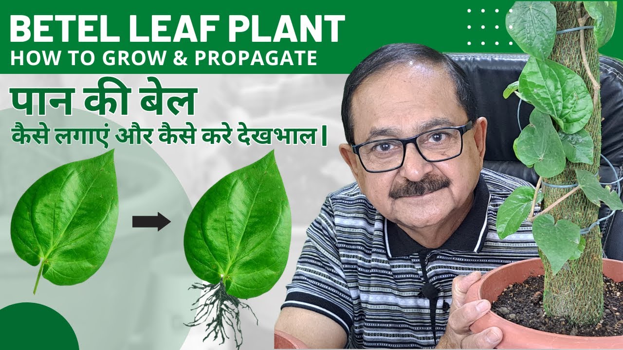 Betel Plant Care | Growing betel leaf plant from cutting | Know how to plant betel vine.