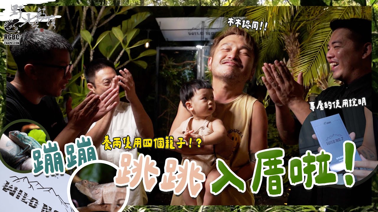 蹦蹦跳跳入厝！養兩隻用四籠？有木木的肯定！『野人七號部落』  變色龍系列(三)    @rgbc.chameleon